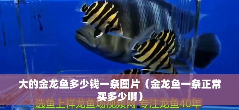 大的金龍魚多少錢一條圖片（金龍魚一條正常買多少啊）