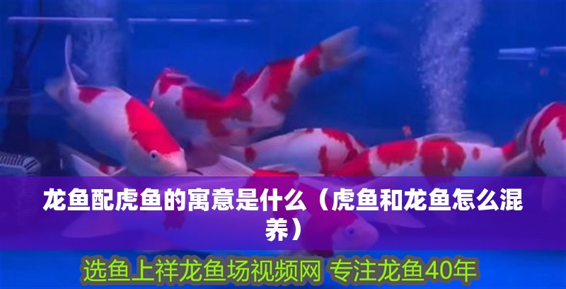 龍魚配虎魚的寓意是什么（虎魚和龍魚怎么混養(yǎng)）