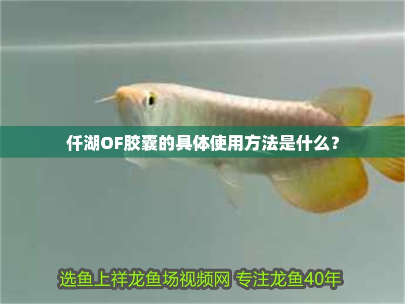 鸚鵡魚和銀龍魚混養怎樣喂食 仟湖OF膠囊的具體使用方法是什么? 龍魚百科 仟湖OF膠囊的具體使用方法是什么? 仟湖OF膠囊的具體使用方法是什么? 龍魚百科