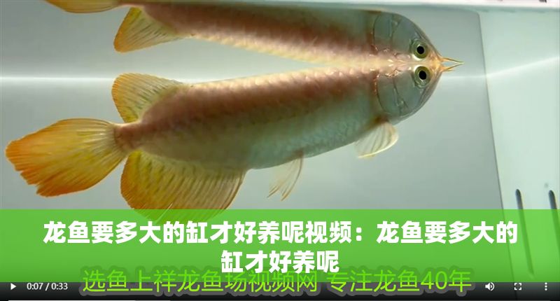 龍魚要多大的缸才好養呢視頻：龍魚要多大的缸才好養呢