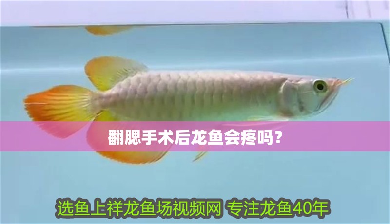 翻腮手術(shù)后龍魚會疼嗎？
