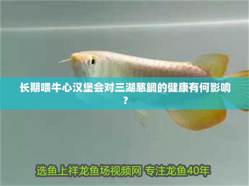長(zhǎng)期喂牛心漢堡會(huì)對(duì)三湖慈鯛的健康有何影響？
