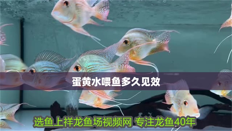 蛋黃水喂魚多久見效