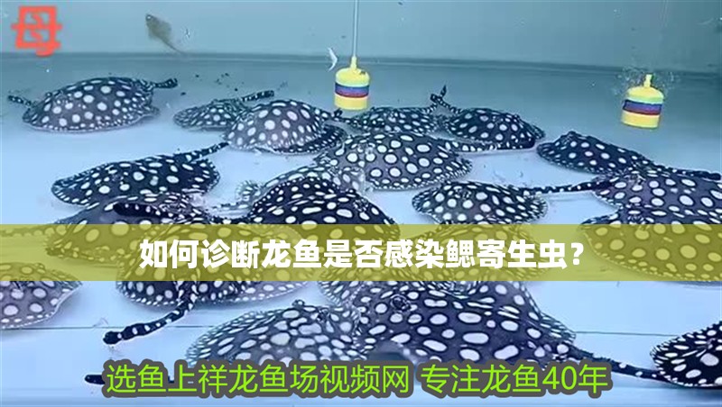 如何診斷龍魚是否感染鰓寄生蟲？