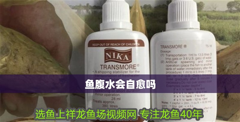 魚腹水會(huì)自愈嗎