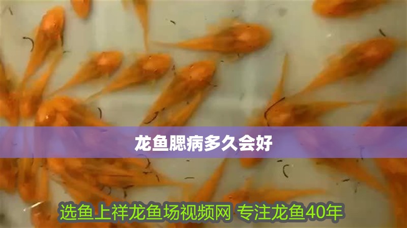 龍魚腮病多久會好