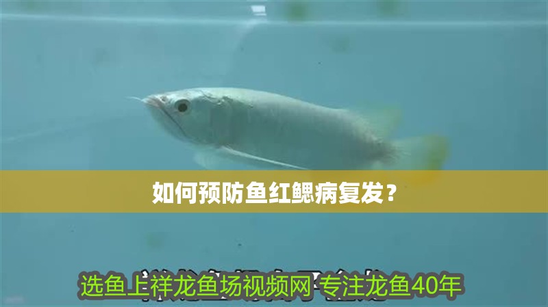 如何預防魚紅鰓病復發？ 如何預防魚紅鰓病復發？ 龍魚百科