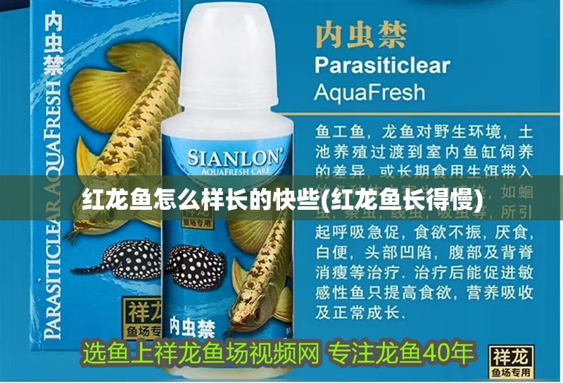 紅龍魚怎么樣長的快些(紅龍魚長得慢)
