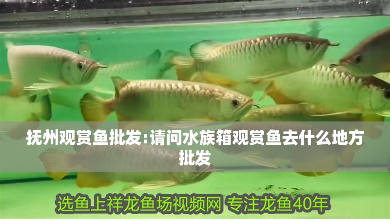 撫州觀賞魚批發:請問水族箱觀賞魚去什么地方批發