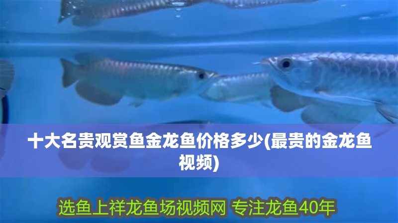 十大名貴觀賞魚金龍魚價格多少(最貴的金龍魚視頻)