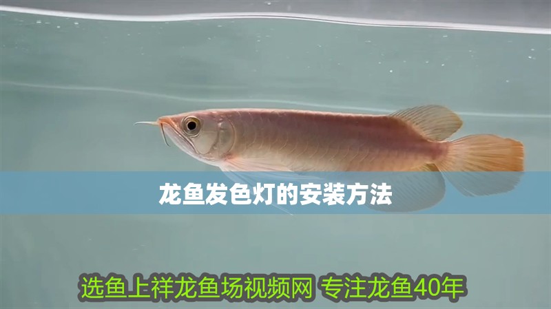龍魚發(fā)色燈的安裝方法
