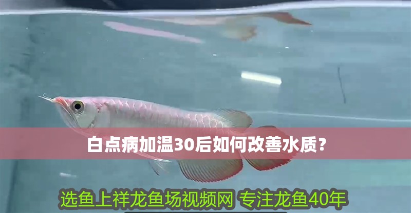 白點病加溫30后如何改善水質？