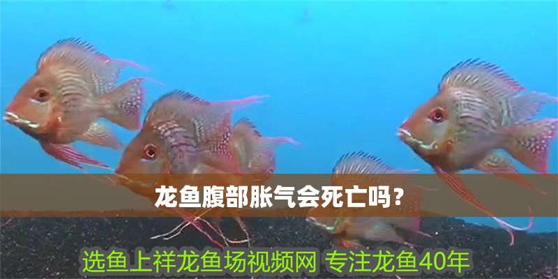 龍魚腹部脹氣會死亡嗎？