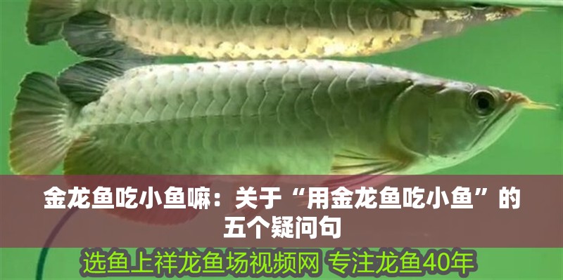 金龍魚吃小魚嘛：關于“用金龍魚吃小魚”的五個疑問句 金龍魚吃小魚嘛：關于“用金龍魚吃小魚”的五個疑問句 觀賞魚百科