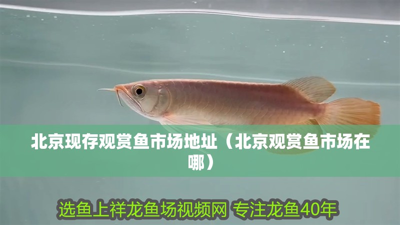 北京現存觀賞魚市場地址（北京觀賞魚市場在哪）