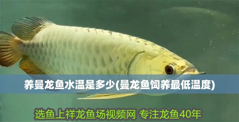 養(yǎng)曼龍魚水溫是多少(曼龍魚飼養(yǎng)最低溫度)