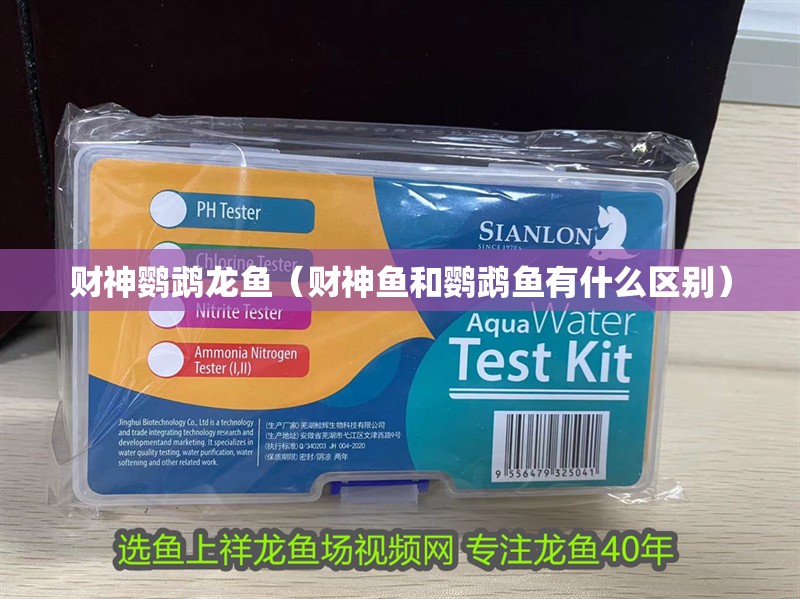 財神鸚鵡龍魚（財神魚和鸚鵡魚有什么區別）