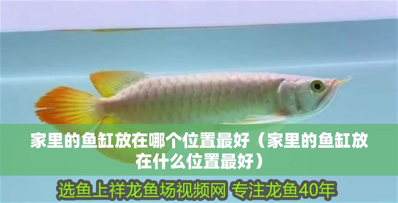 家里的魚缸放在哪個位置最好（家里的魚缸放在什么位置最好）