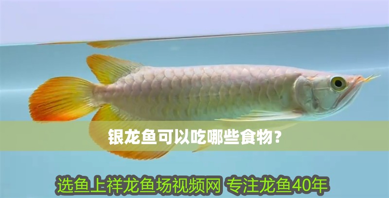 銀龍魚可以吃哪些食物？