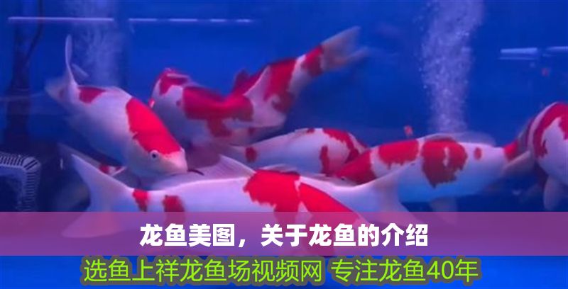 龍魚美圖，關于龍魚的介紹