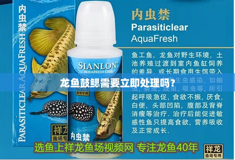 龍魚鼓鰓需要立即處理嗎？