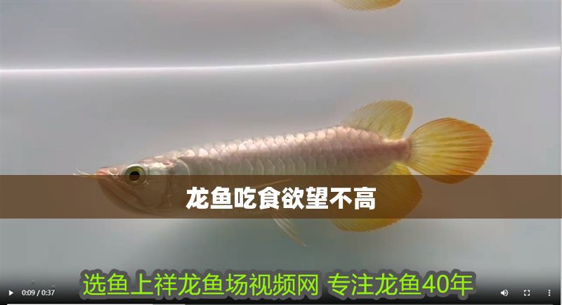 龍魚吃食欲望不高