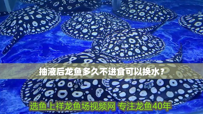 詳細(xì)閱讀:抽液后龍魚(yú)多久不進(jìn)食可以換水? 抽液后龍魚(yú)多久不進(jìn)食可以換水?