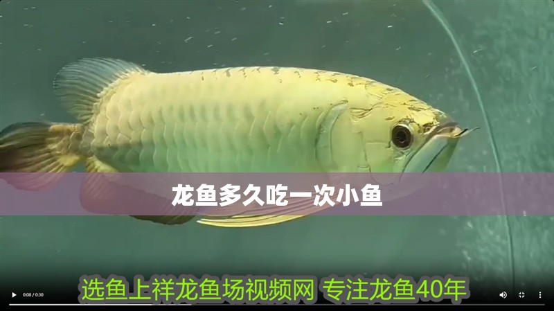 詳細(xì)閱讀:龍魚(yú)多久吃一次小魚(yú) 龍魚(yú)多久吃一次小魚(yú)