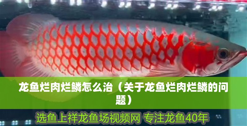 龍魚爛肉爛鱗怎么治（關(guān)于龍魚爛肉爛鱗的問題）