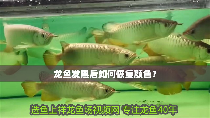 龍魚發黑后如何恢復顏色？