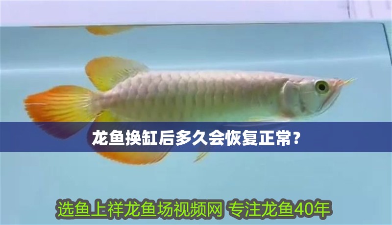 龍魚換缸后多久會恢復正常？