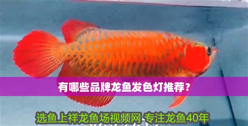 有哪些品牌龍魚發(fā)色燈推薦？