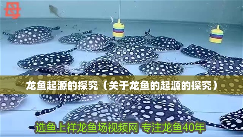龍魚起源的探究（關于龍魚的起源的探究）
