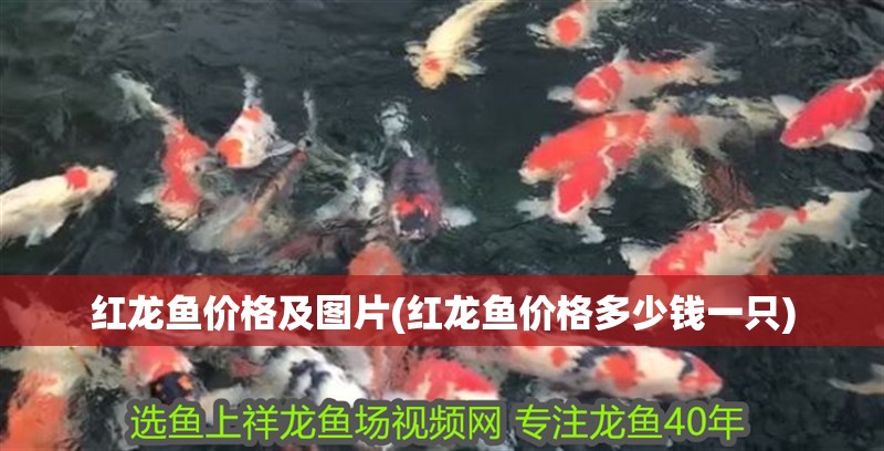 紅龍魚價格及圖片(紅龍魚價格多少錢一只)