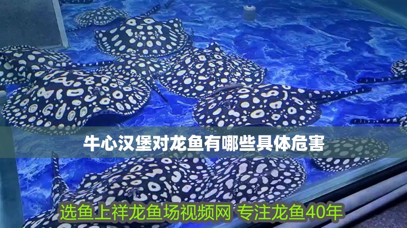 牛心漢堡對(duì)龍魚有哪些具體危害