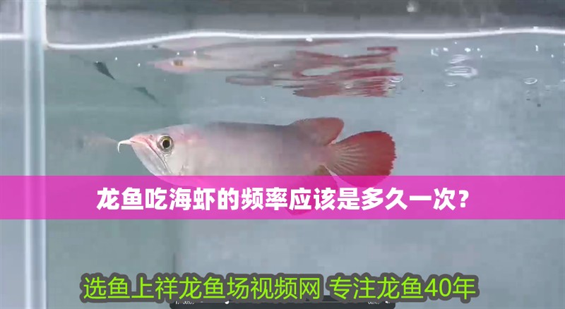 龍魚吃海蝦的頻率應該是多久一次？ 龍魚吃海蝦的頻率應該是多久一次？ 龍魚百科