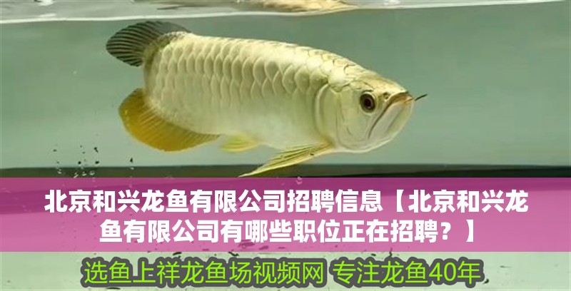 北京和興龍魚有限公司招聘信息【北京和興龍魚有限公司有哪些職位正在招聘？】