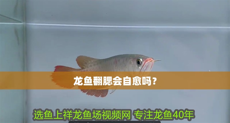 龍魚翻腮會自愈嗎？ 龍魚翻腮會自愈嗎？ 龍魚百科