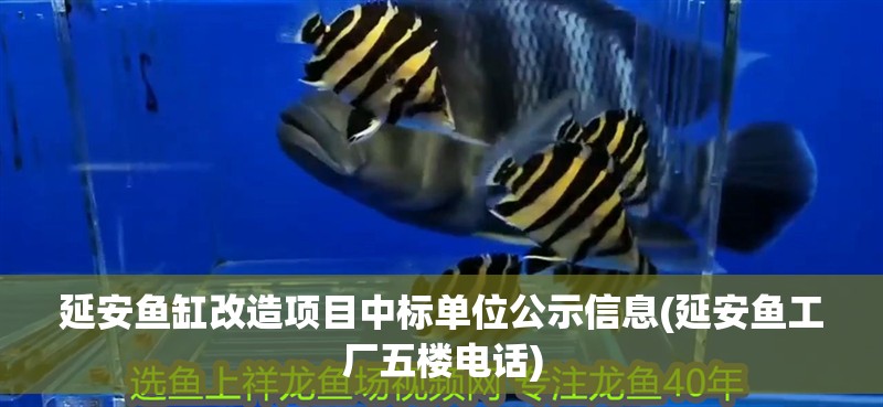 延安魚缸改造項(xiàng)目中標(biāo)單位公示信息(延安魚工廠五樓電話)