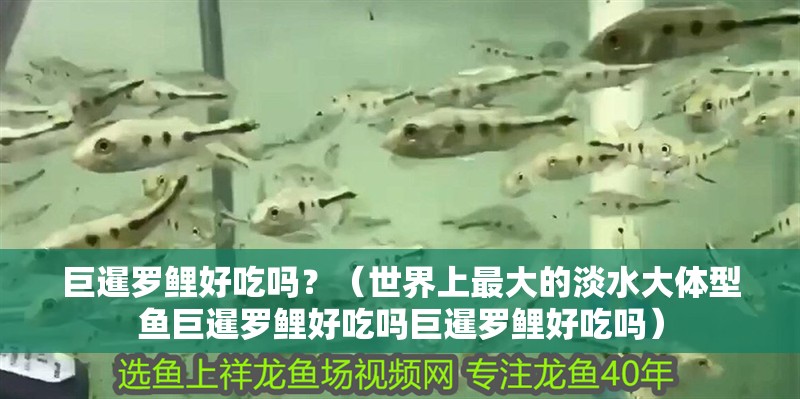 巨暹羅鯉好吃嗎？（世界上最大的淡水大體型魚巨暹羅鯉好吃嗎巨暹羅鯉好吃嗎）