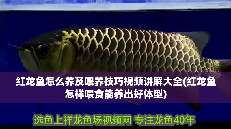 紅龍魚怎么養(yǎng)及喂養(yǎng)技巧視頻講解大全(紅龍魚怎樣喂食能養(yǎng)出好體型)