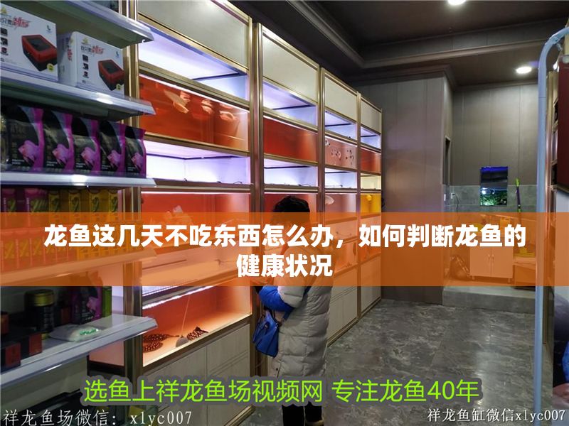 龍魚這幾天不吃東西怎么辦，如何判斷龍魚的健康狀況