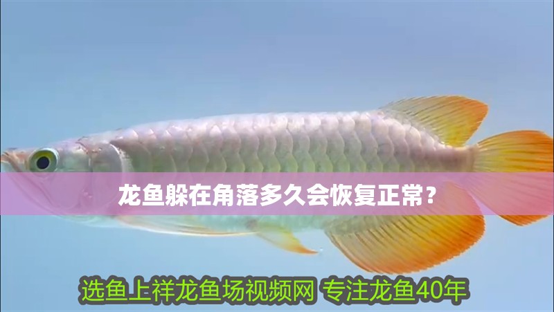 龍魚躲在角落多久會(huì)恢復(fù)正常？ 龍魚躲在角落多久會(huì)恢復(fù)正常？ 龍魚百科