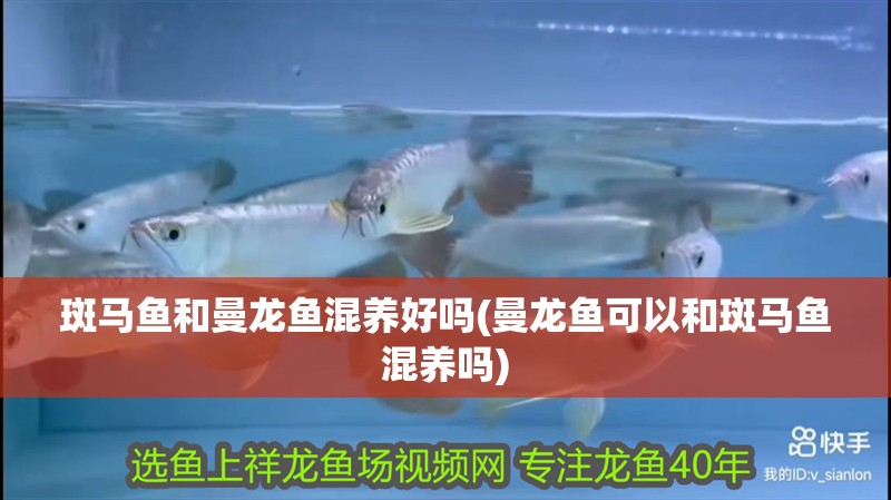 斑馬魚和曼龍魚混養好嗎(曼龍魚可以和斑馬魚混養嗎)