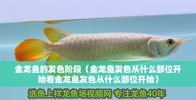 金龍魚的發(fā)色階段（金龍魚發(fā)色從什么部位開始看金龍魚發(fā)色從什么部位開始）