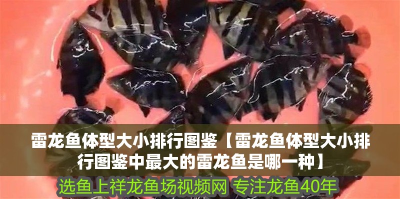 雷龍魚體型大小排行圖鑒【雷龍魚體型大小排行圖鑒中最大的雷龍魚是哪一種】