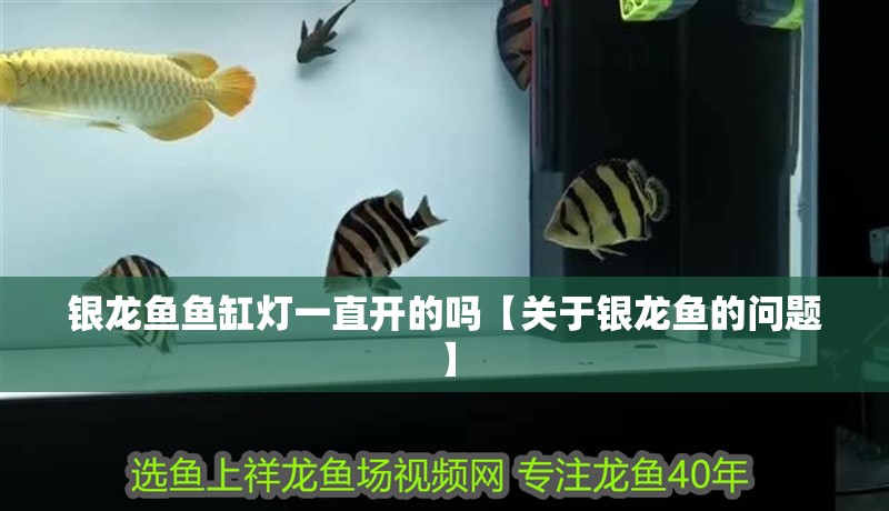 銀龍魚魚缸燈一直開的嗎【關于銀龍魚的問題】