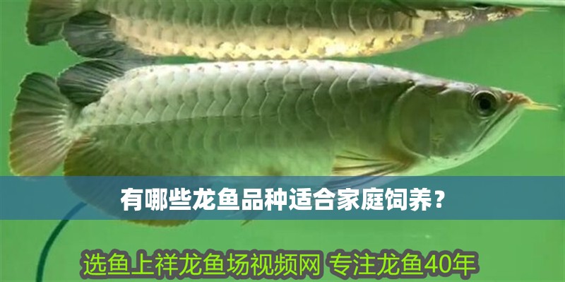 有哪些龍魚品種適合家庭飼養？