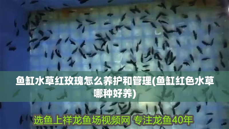 魚缸水草紅玫瑰怎么養護和管理(魚缸紅色水草哪種好養)