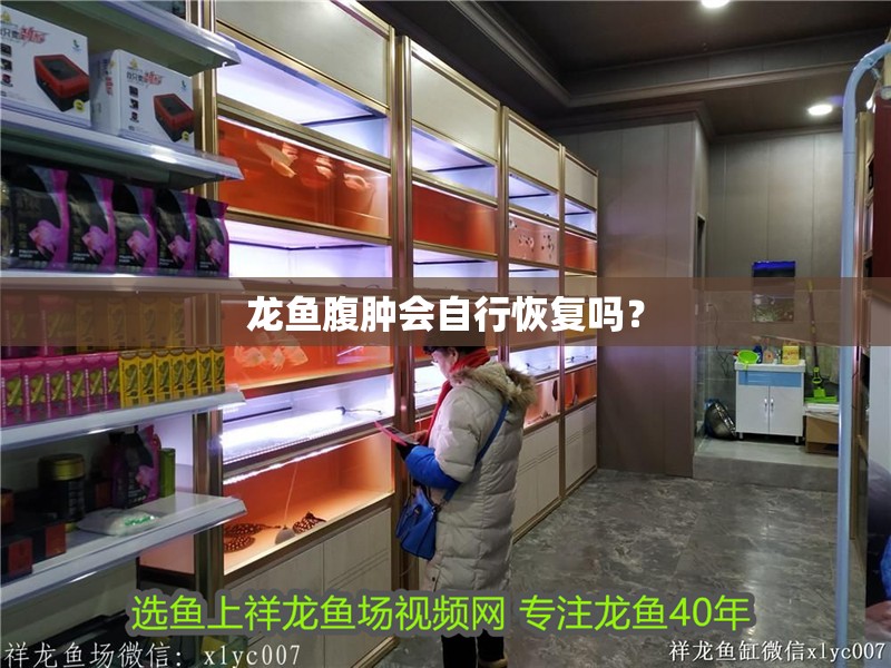 龍魚腹腫會自行恢復嗎？
